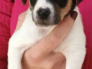 Dansk svensk gårdhund 