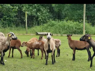 Flok Cameroun får sælges