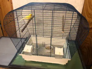 Kanariefugl i bur