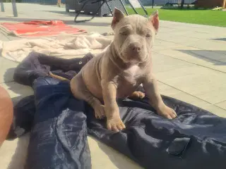 American Bully pocket 