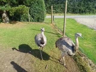 Nandu