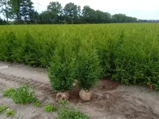 40 stk. Conifers Thuja Brabant 120-140 cm.