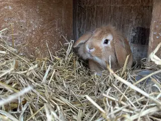 Kaniner til sælg 