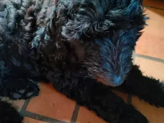 Labradoodle hvalpe (F1b) sælges