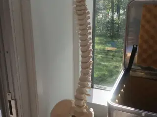 Undvisningsknogler PHYSA (rygsøjle, skulder & knæ)