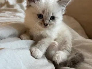 Små søde killinger