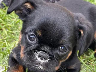 Petit Brabancon 