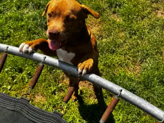 4 unge Staffordshire Bull Terrier til salg for god