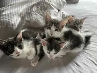 4 skønne killinger, hvor mor er Maine Coon sælges