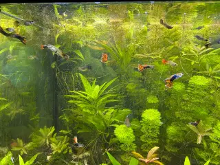 Akvarie planter 