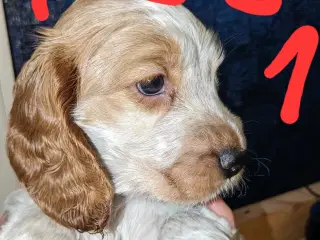 engelsk cocker spaniel