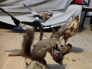 Professionel udstoppede dyr 