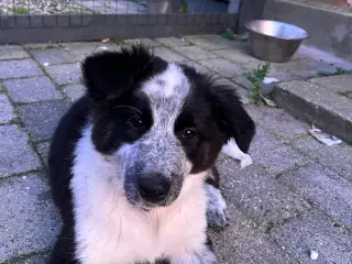 Dejlig Border collie hvalpe