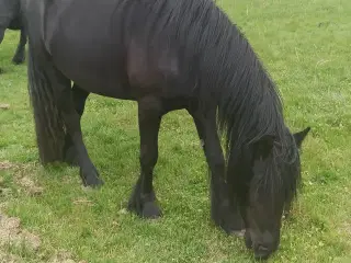 Fell pony hoppe