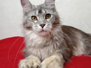 Maine coon hunkat med Polly 