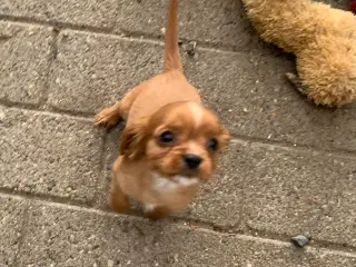 De yndigste cavapoo babyer er rejseklar 