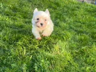 Super fin lille pige