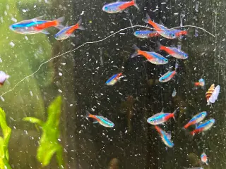 🐟 Neonfisk sælges – god stimepris | Viby J