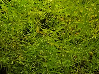 Guppy græs, hurtigvoksende akvarie plante
