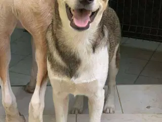 Erik med de flyvende ører søger familie