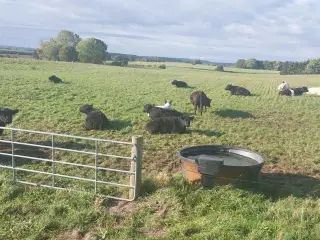 Økologiske Galloway