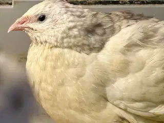 Jumbovagtler- hunner i fuld æglægning
