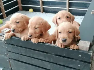 Red fox Labrador hvalpe 