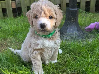 F1b Cockapoo 