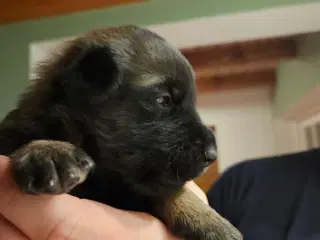 Belgisk Malinois - Hvalpe - med stamtavle