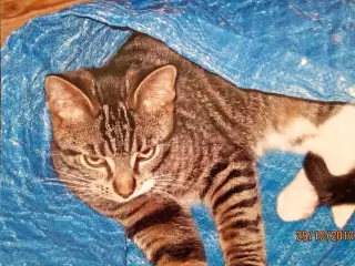 Efterlysning af kat FLS056