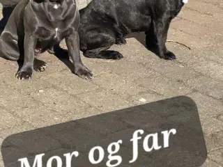 hunde bulldog Fransk | GulogGratis - Fransk Bulldog til salg - Køb og hvalpe på GulogGratis.dk