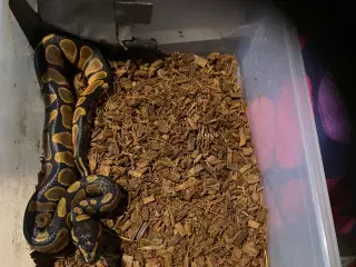 1.0 calico/normal poss het Deseret Ghost