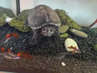 Moskus skildpadde 