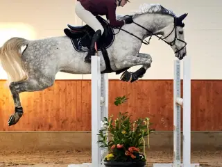 - - - Spring hest