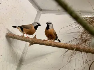 Korthalt, blåhovedet papegøjeamadine og sivastrild