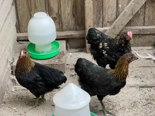 3 Dværghøns