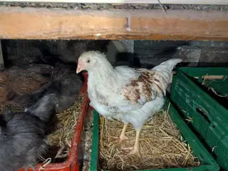 Blænding race  Varmefri kyllinger  for Multi farve