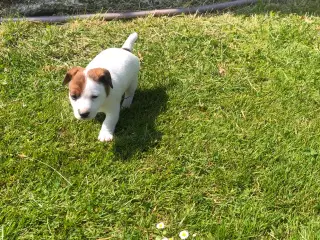 Jack Russel Terrier