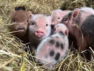 Mini gris - smågrise 