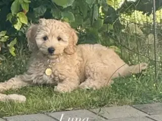 Labradoodle F1bb MINI 