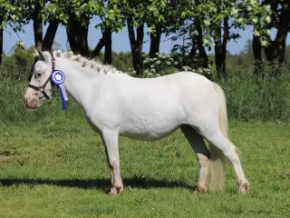 Kåret Kat. 3 knabstrupper pony hoppe