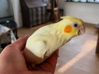 Håndtamme nymfeunger