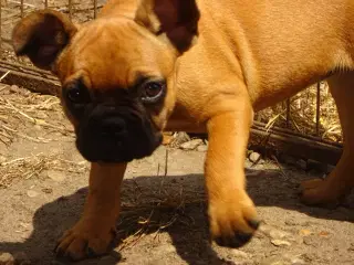 fransk bulldog tæve hvalp