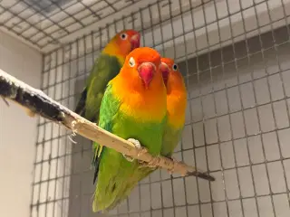 Fischers dværgpapegøje