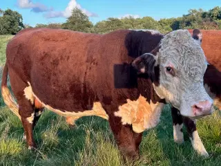 Hereford avls tyr