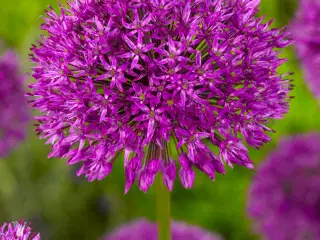 Allium løg - "Purple Sensation"