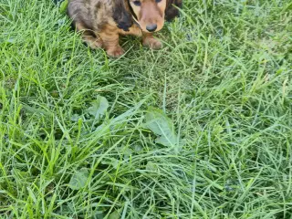 lang Håret Dværg/Mini Gravhund