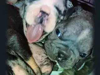 Fransk bulldog hvalpe.