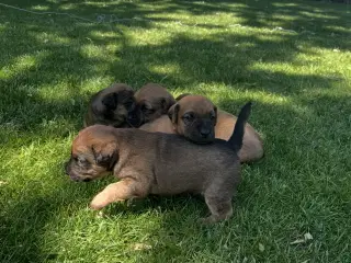 Jagthunde (Terrier)