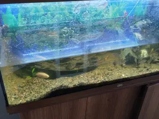 Akvarium med fisk 